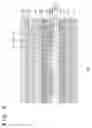 Fig. 07 - DISPLAY DEVICE AND ELECTRONIC DEVICE