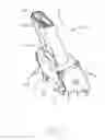 Fig. 02 - Electrical connector having inclined shell with side-by-side legs