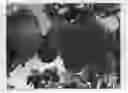 Fig. 01 - Apricot tree named 'APRICANDY'