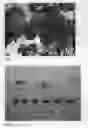 Fig. 03 - Apricot tree named 'APRICANDY'