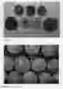 Fig. 04 - Apricot tree named 'APRICANDY'