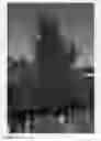 Fig. 02 - Nectarine tree named 'CAKESNOW'