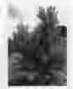 Fig. 01 - Nectarine tree named 'CAKESTAR'