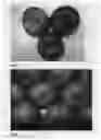 Fig. 04 - Nectarine tree named 'CAKESTAR'