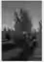 Fig. 01 - Nectarine tree named 'CAKEMOON'