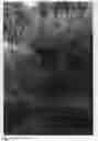Fig. 02 - Nectarine tree named 'CAKELAM'