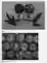 Fig. 04 - Nectarine tree named 'CAKELAM'