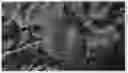 Fig. 01 - Peach Tree Named 'FLATBUZZ'