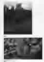 Fig. 02 - Peach Tree Named 'FLATBUZZ'
