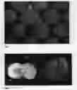 Fig. 04 - Peach Tree Named 'FLATBUZZ'
