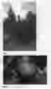 Fig. 02 - Peach tree named 'Crisplova'