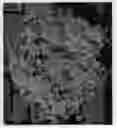 Fig. 01 - Dendranthema plant named 'Sundance Igloo'
