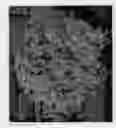 Fig. 02 - Dendranthema plant named 'Sundance Igloo'