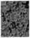 Fig. 03 - Dendranthema plant named 'Sundance Igloo'