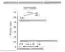Fig. 01 - METHOD FOR CRYOPRESERVATION OF CARDIOCYTES DERIVED FROM PLURIPOTENT STEM CELLS OR MESENCHYMAL STEM CELLS DERIVED FROM ADIPOSE TISSUE OR BONE MARROW