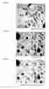 Fig. 06 - Methods and formulations for storing entomopathogenic nematodes