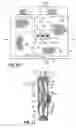 Fig. 18 - Article of clothing having magnetic fastening assemblies