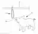 Fig. 01 - Method for obtaining a saliva sample and collecting device