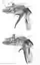 Fig. 01 - Applicator instruments with reconfigurable handles for dispensing surgical fasteners