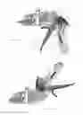 Fig. 05 - Applicator instruments having insertable, changeable cartridges for dispensing surgical fasteners