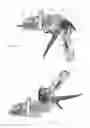 Fig. 05 - Applicator instruments having surgical fastener insertion tools for dispensing surgical fasteners