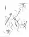 Fig. 03 - Mandibular reposition device and coupling therefor