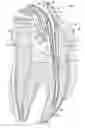 Fig. 01 - APPARATUSES FOR EVACUATION OF A ROOT CANAL AND METHODS OF USING SAME