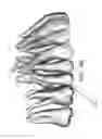 Fig. 48 - Unified three dimensional virtual craniofacial and dentition model and uses thereof