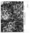 Fig. 04 - PROCESS FOR THE PREPARATION OF A TOPOGRAPHY FOR IMPROVED PROTEIN ADHERENCE ON A BODY MADE OF TITANIUM OR A TITANIUM ALLOY