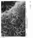 Fig. 07 - PROCESS FOR THE PREPARATION OF A TOPOGRAPHY FOR IMPROVED PROTEIN ADHERENCE ON A BODY MADE OF TITANIUM OR A TITANIUM ALLOY