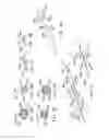 Fig. 11 - Endoluminal prosthesis having multiple branches or fenestrations and methods of deployment