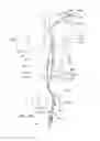 Fig. 20 - Endoluminal prosthesis having multiple branches or fenestrations and methods of deployment