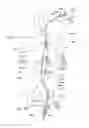 Fig. 22 - Endoluminal prosthesis having multiple branches or fenestrations and methods of deployment