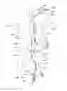 Fig. 23 - Endoluminal prosthesis having multiple branches or fenestrations and methods of deployment