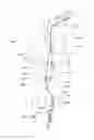 Fig. 25 - Endoluminal prosthesis having multiple branches or fenestrations and methods of deployment