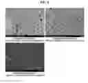 Fig. 09 - Oral composition