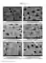 Fig. 13 - Oral composition