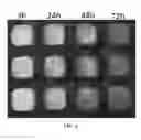 Fig. 07 - SELECTIVE INHIBITORS OF UNDIFFERENTIATED CELLS
