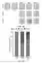 Fig. 44 - SELECTIVE INHIBITORS OF UNDIFFERENTIATED CELLS