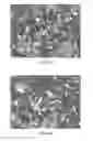 Fig. 46 - SELECTIVE INHIBITORS OF UNDIFFERENTIATED CELLS