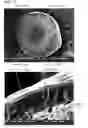 Fig. 07 - Pharmaceutical bead formulations comprising dimethyl fumarate