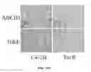 Fig. 32 - COMPOSITIONS AND METHODS FOR TREATMENT OF CANCER