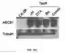 Fig. 33 - COMPOSITIONS AND METHODS FOR TREATMENT OF CANCER