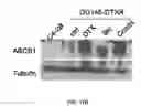 Fig. 35 - COMPOSITIONS AND METHODS FOR TREATMENT OF CANCER