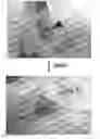 Fig. 01 - Methods for identifying and using inhibitors of casein kinase 1 epsilon isoform for inhibiting the growth and/or proliferation of MYC-driven tumor cells