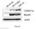Fig. 02 - Methods for identifying and using inhibitors of casein kinase 1 epsilon isoform for inhibiting the growth and/or proliferation of MYC-driven tumor cells