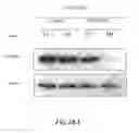 Fig. 22 - Methods for identifying and using inhibitors of casein kinase 1 epsilon isoform for inhibiting the growth and/or proliferation of MYC-driven tumor cells