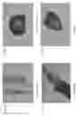 Fig. 03 - Compositions for the mobilization, homing, expansion and differentiation of stem cells and methods of using the same