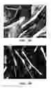 Fig. 07 - Method of increasing satellite cell proliferation with an HDAC inhibitor