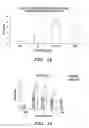 Fig. 16 - Method of increasing satellite cell proliferation with an HDAC inhibitor